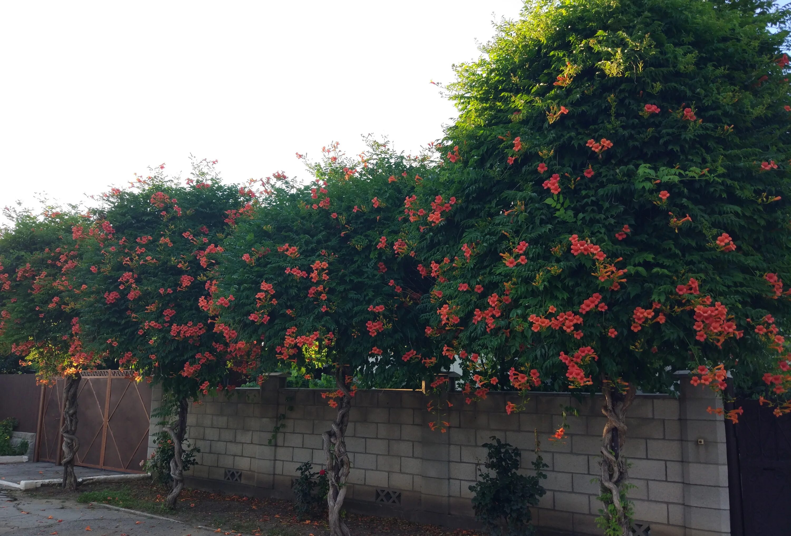 Learning The Secrets To The Gardening Trade Gardening Home Tips Japanese garde