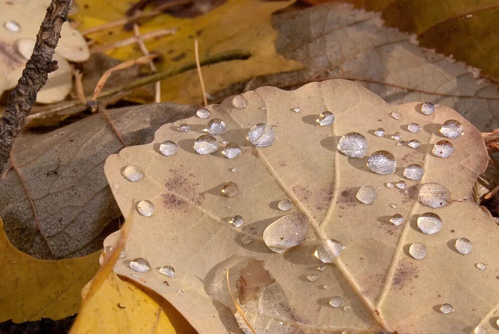 тайна дубовых листьев