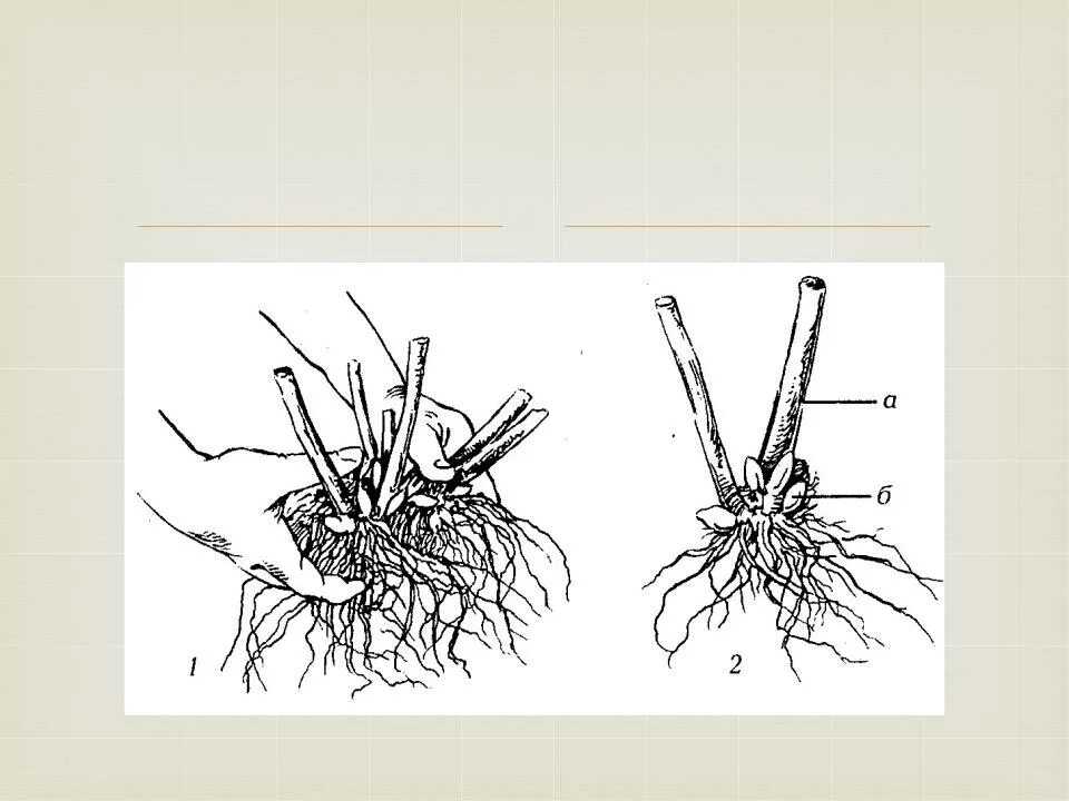 Растительное корневище. Вегетативное размножение делением куста. Вегетативное размножение корневыми клубнями. Вегетативное размножение растений делением куста. Размножение комнатных растений делением корневища.
