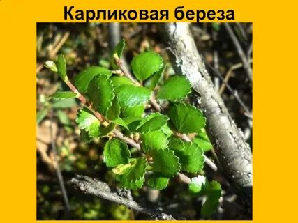 Карликовая береза 6 букв