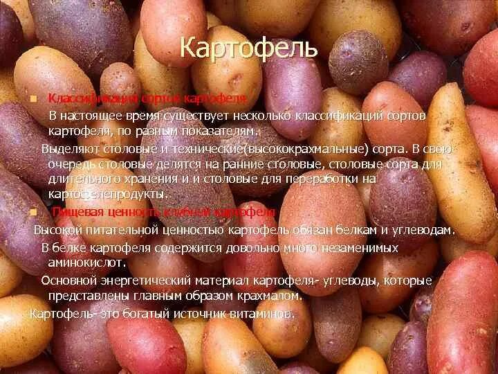 Картошка это углеводы или нет. Картошка это углеводы или нет