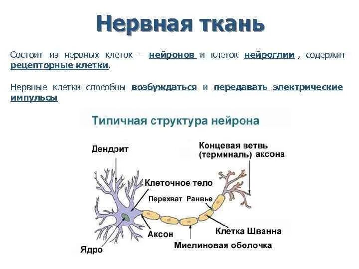 Нервная ткань состоит из собственно нервных клеток. Нервная ткань строение нейрона таблица. Строение нервной ткани строение нервной ткани. Строение нервной ткани животных 7 класс. Нервная ткань строение и функции нейрона и нейроглии.