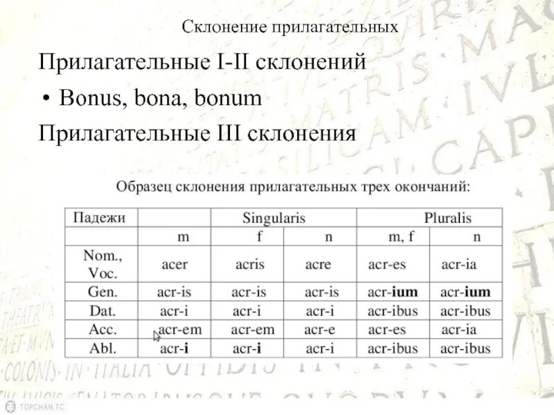Адъективное склонение прилагательных. Склонение прилагательных в латинском языке. склонение прилагательных в латинском.