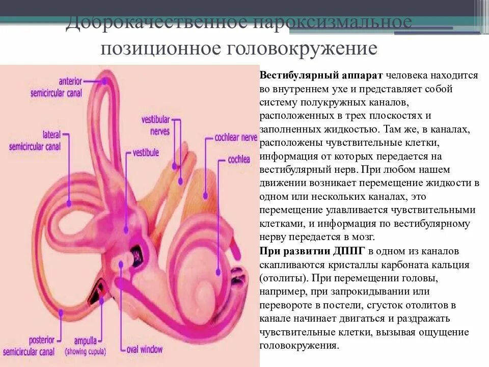 Расстройство вестибулярного аппарата. Доброкачественное позиционное головокружение. Доброкачественное пароксизмальное позиционное головокружение. Отолиты в ушах. Отолиты во внутреннем ухе.