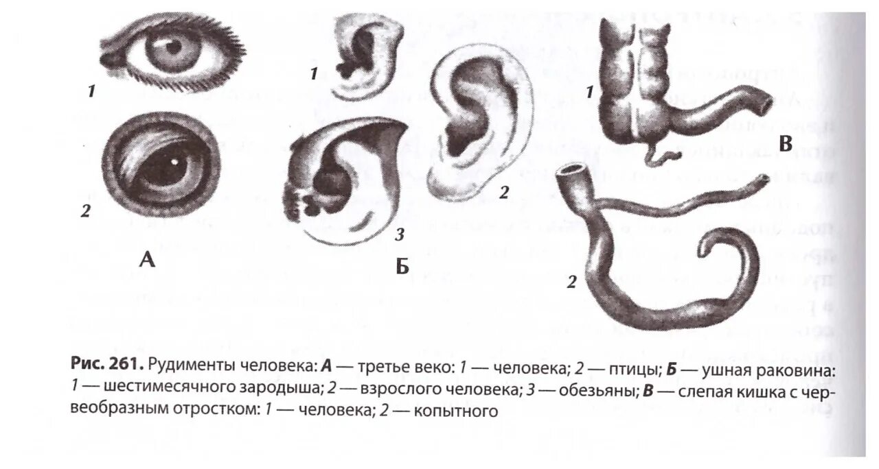 Атавизмы человека аппендикс. Рудименты у человека ушная раковина. Третье веко у человека рудимент. Ушная раковина рудимент или атавизм. Третье веко это рудимент или атавизм.