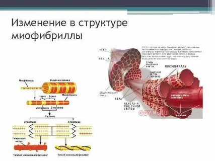 Основные белки миофибрилл