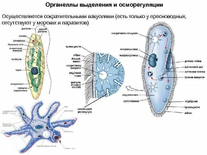 Назовите органеллы простейших