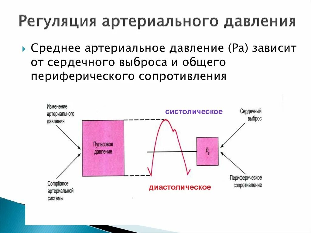 Регуляция артериального давления. Регуляция кровяного давления. Механизмы регуляции артериального давления. Механизмы регуляции ад. Где расположен центр регуляции кровяного давления