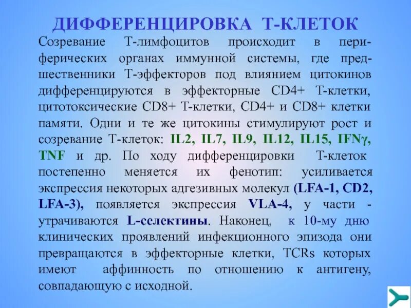 Созревание иммунных клеток. Этапы дифференцировки в лимфоцитов. Этапы дифференцировки т лимфоцитов. Основные этапы дифференцировки т-лимфоцитов. Дифференцировка т-лимфоцитов происходит в:.