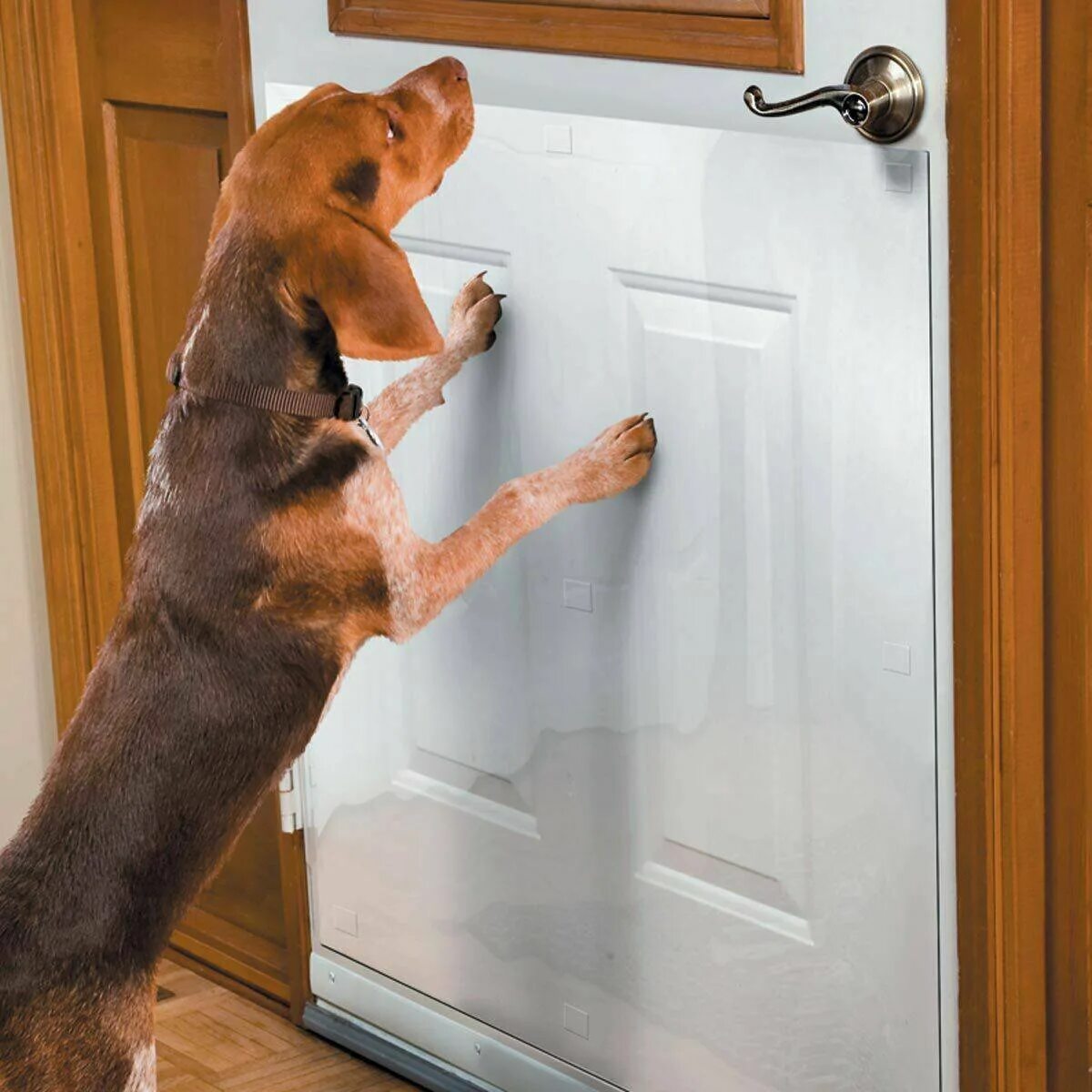 Собака скребется в дверь. Дверь от собак. Собака открывает дверь. Собака за дверью.