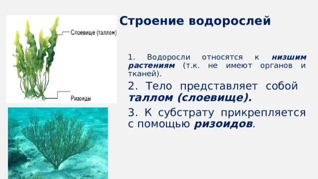 Почему водоросли назвали водорослями. Водоросли. Фукус строение. Водоросли прикрепляются к субстрату с помощью. Водоросли относятся к низшим растениям.