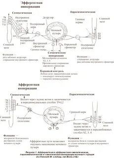 Цикл мочеиспускания