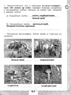 Рассмотрите фотографии определите