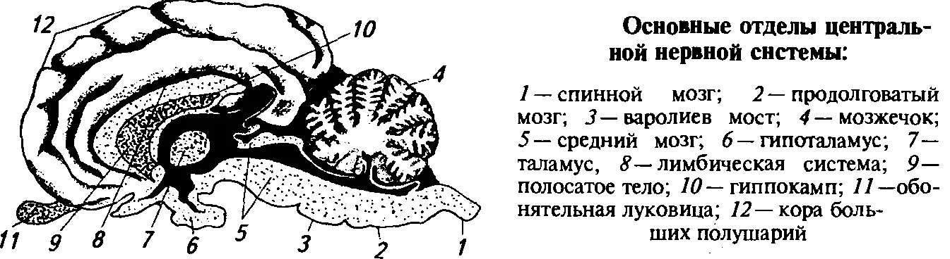 ЦНС головной мозг строение. Сагиттальный разрез спинного мозга. Горизонтальный разрез головного мозга. Полосатое тело мозга.