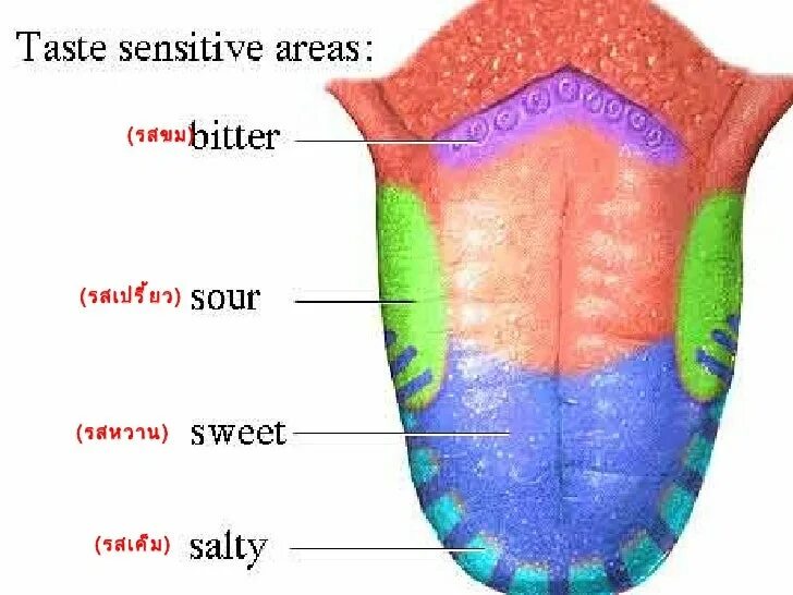 Какой участок языка воспринимает. Рецепторы языка человека схема. Строение языка вкусовые рецепторы. Вкусовые рецепторы на языке схема. Зоны рецепторов на языке.
