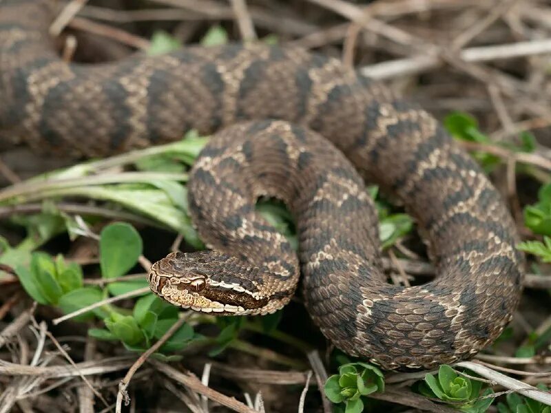 ядовитые змеи дальнего востока с вертикальным зрачком