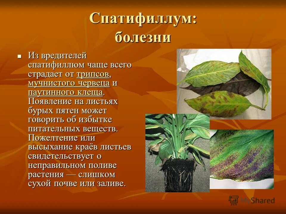 Спатифиллум болезни. Антракноз спатифиллума. Спатифиллум болезни. Септориоз антуриум андре. Спатифиллум с волнистыми листьями.