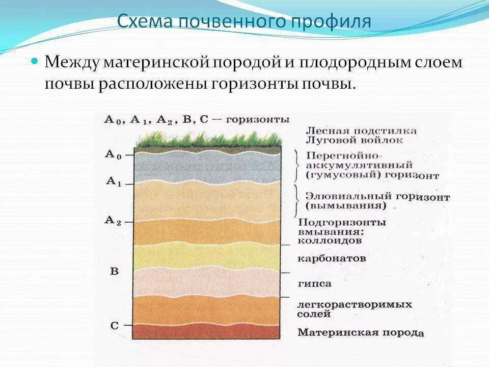 Какой горизонт почвы. Строение почвенного горизонта схема. схему строения почвы (почвенный профиль. почвенный срез схема. слои почвы схема.