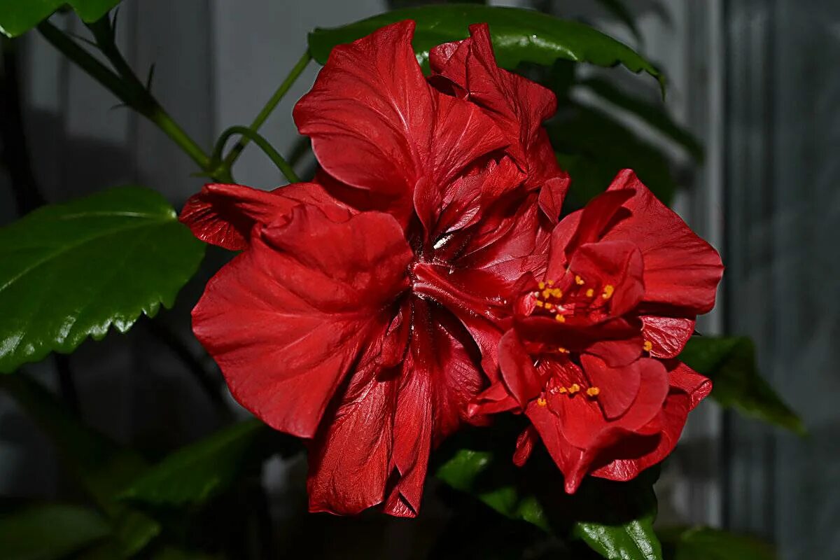 7 Reasons Why Your Hibiscus Leaves Are Turning Yellow
