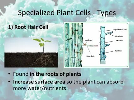 Special plant