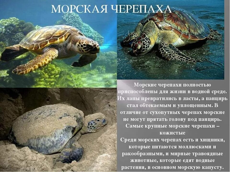 Текст про черепаху. Морская черепаха описание. Рассказ о морской черепахе. Морская черепашка доклад. Рассказ о морских черепах.