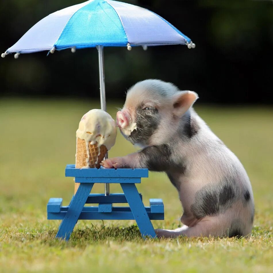 Resultado de imagen de cerditos bebes tiernos Baby animals pictures, Cute piglet
