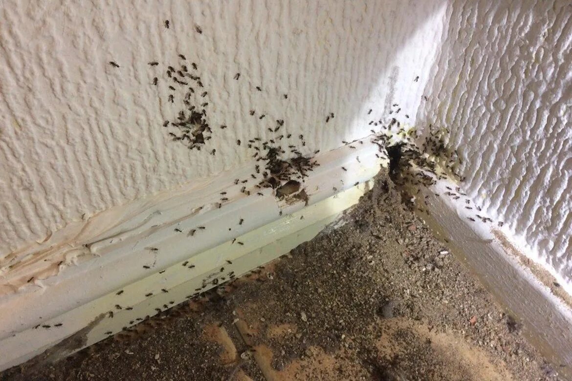 Почему появляются муравьи. Муравьи древоточцы гнездо. Муравьи короеды. Муравьи в квартире. Муравьи домашние мелкие.