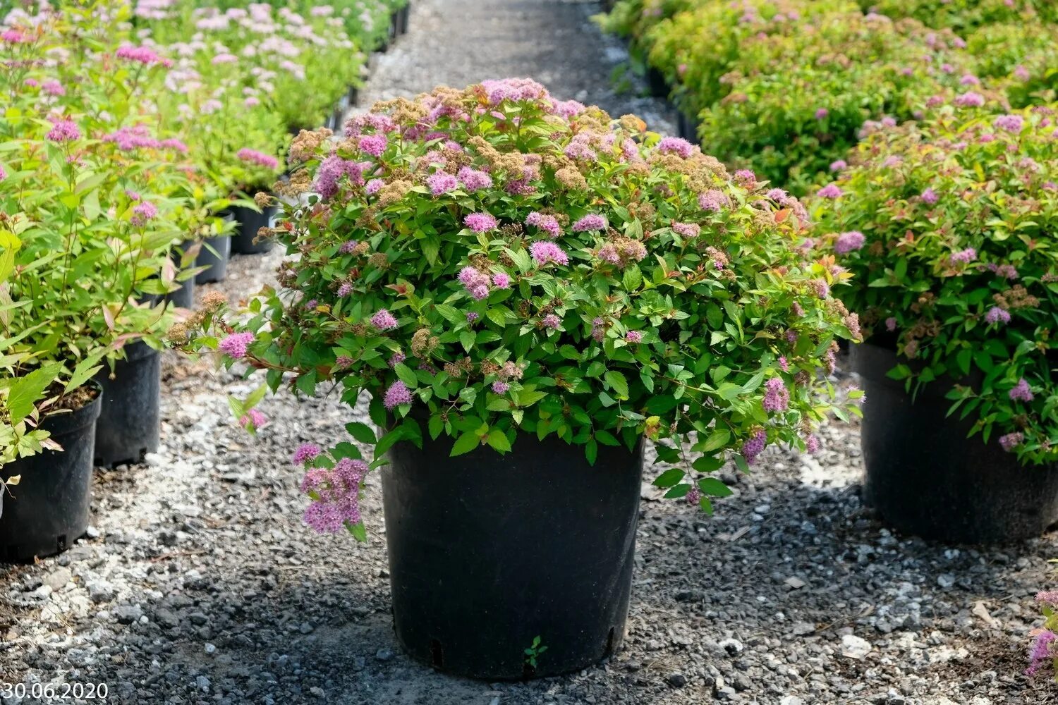 Как быстро растет спирея японская. Спирея японская (spiraea japonica `nana`). спирея японская макрофилла. спирея березолистная. спирея shirobana.