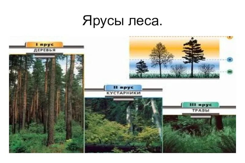 Ярусы леса 4 класс. Таблица ярусы леса. 3 Яруса леса. Ярусы леса 2 класс. Растения 4 яруса леса