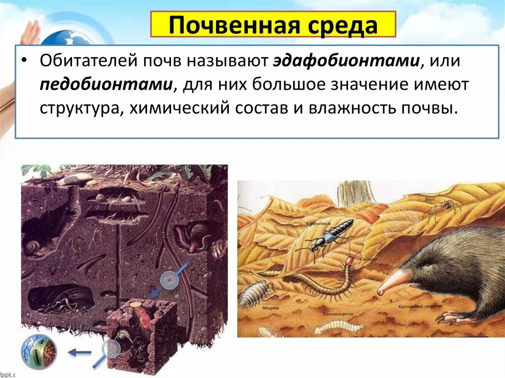 Животные почвенной среды обитания сообщение. Почвенная среда. обитатели почвенной среды обитания.