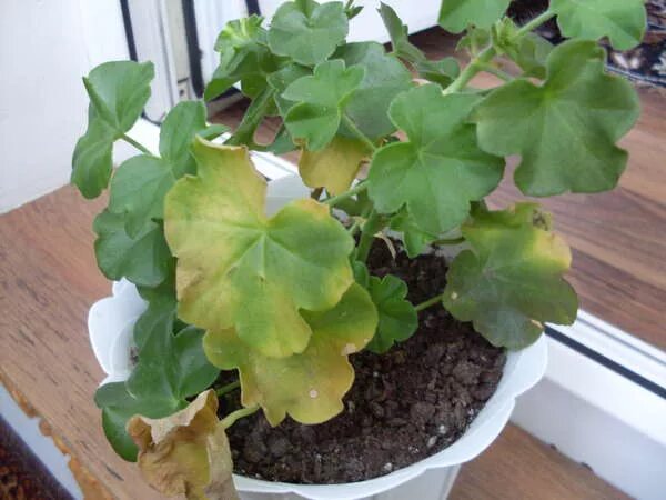 эдема на пеларгонии. альтернариоз пеларгонии. хлороз пеларгонии. хлороз герани. пеларгония вредители белокрылка.