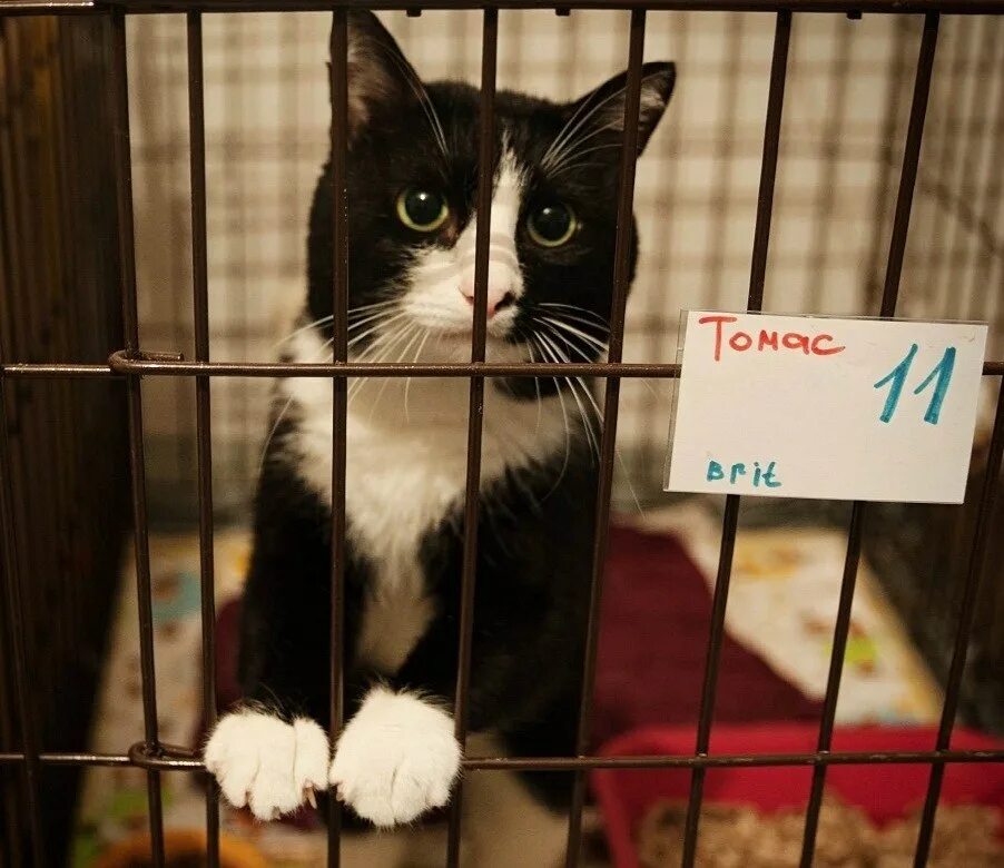 Приют котик. Приют для кошек. коты в приюте. котята в приюте. приют кошечек.