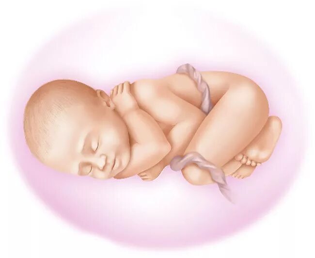 40 недель 14 неделя. Малыш в животике. Младенец в утробе. Малыш в животике у мамы. Изображения малыша в животике.