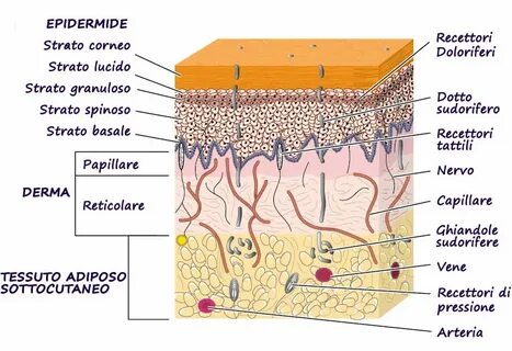 Skin layers