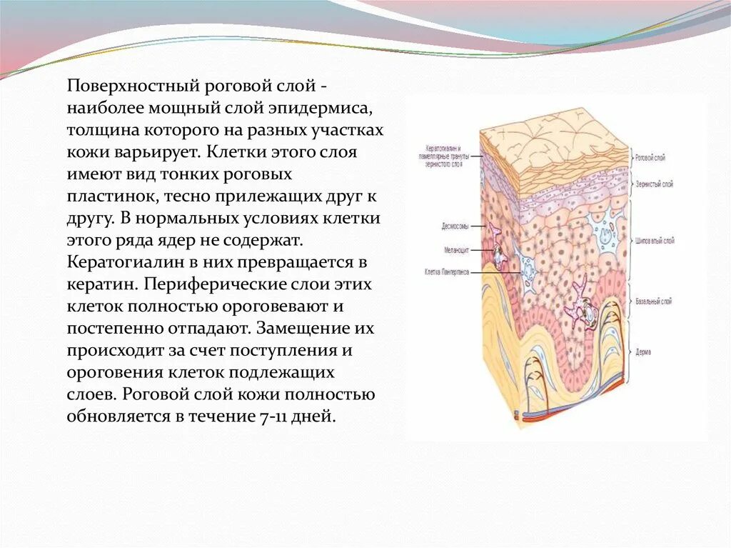 Роговой слой содержит. Роговой слой содержит