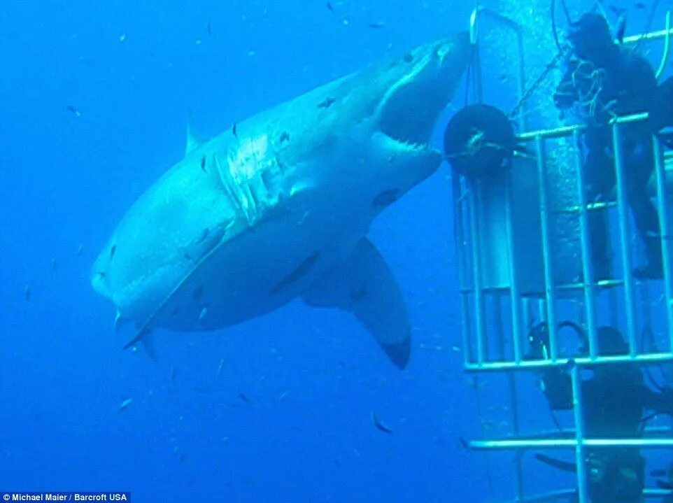Акула корова. Радиоактивная акула hungry shark. Радиоактивная акула видео. Тигровая акула поедает лошадь под водой. Hungry shark world радиоактивная акула.
