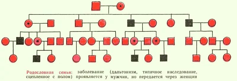 Сахарный диабет родословная. Родословная наследственных заболеваний. древо заболеваний семьи генетическое. родословная с заболеваниями по генетике. генеалогическая схема заболевания.