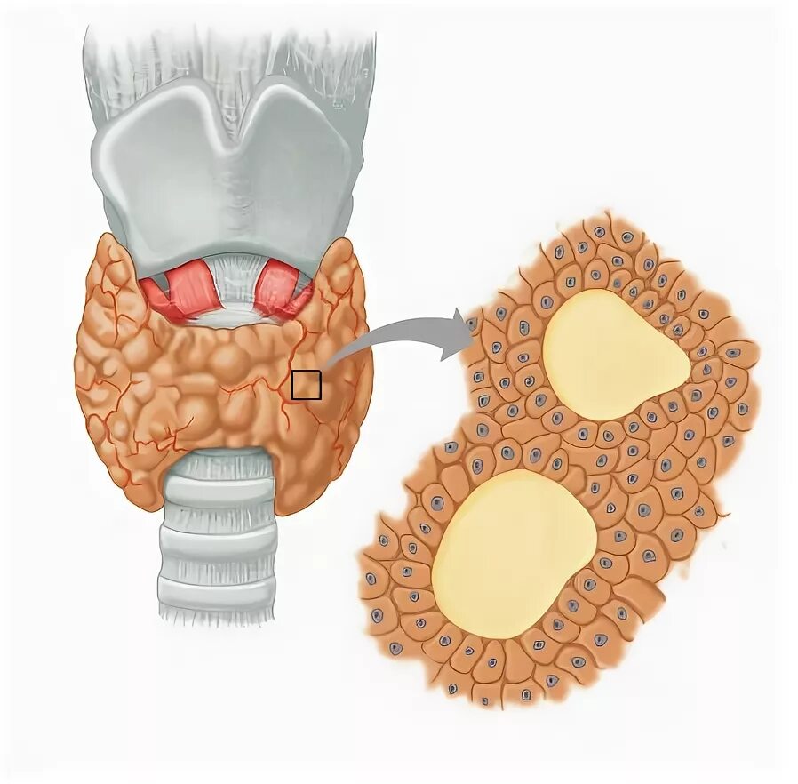 Фолликул щитовидной железы что это. Строение клеток щитовидной железы. Микростроение щитовидной железы. Строение фолликула щитовидной железы. Тироциты щитовидной железы строение.