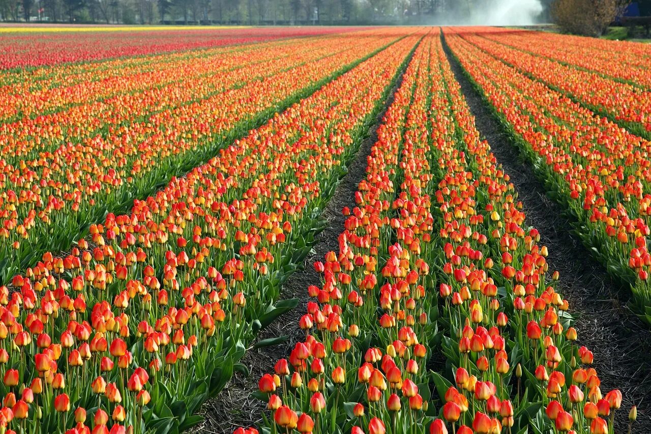 Где находится тюльпановое поле. Тюльпановые поля в Нидерландах. Тюльпановые плантации в Голландии. Родина тюльпанов Голландия.