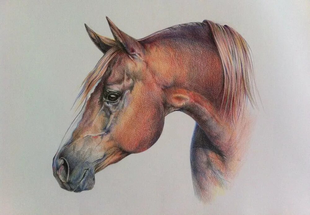 Лошадь абстракция. Конь гуашью. Портрет разноцветной лошади. Лошадь рисунок. Лошадь цветными карандашами.