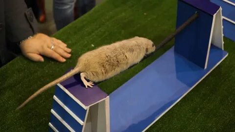 Как приучить крысу