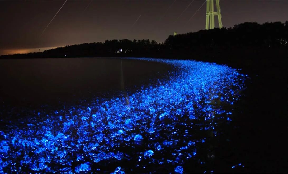 Наблюдать светиться. Светящиеся кальмары в заливе Тояма. Залив Тояма Япония. Кальмар Светлячок. Светящиеся воды в бухте Тояма, Япония.