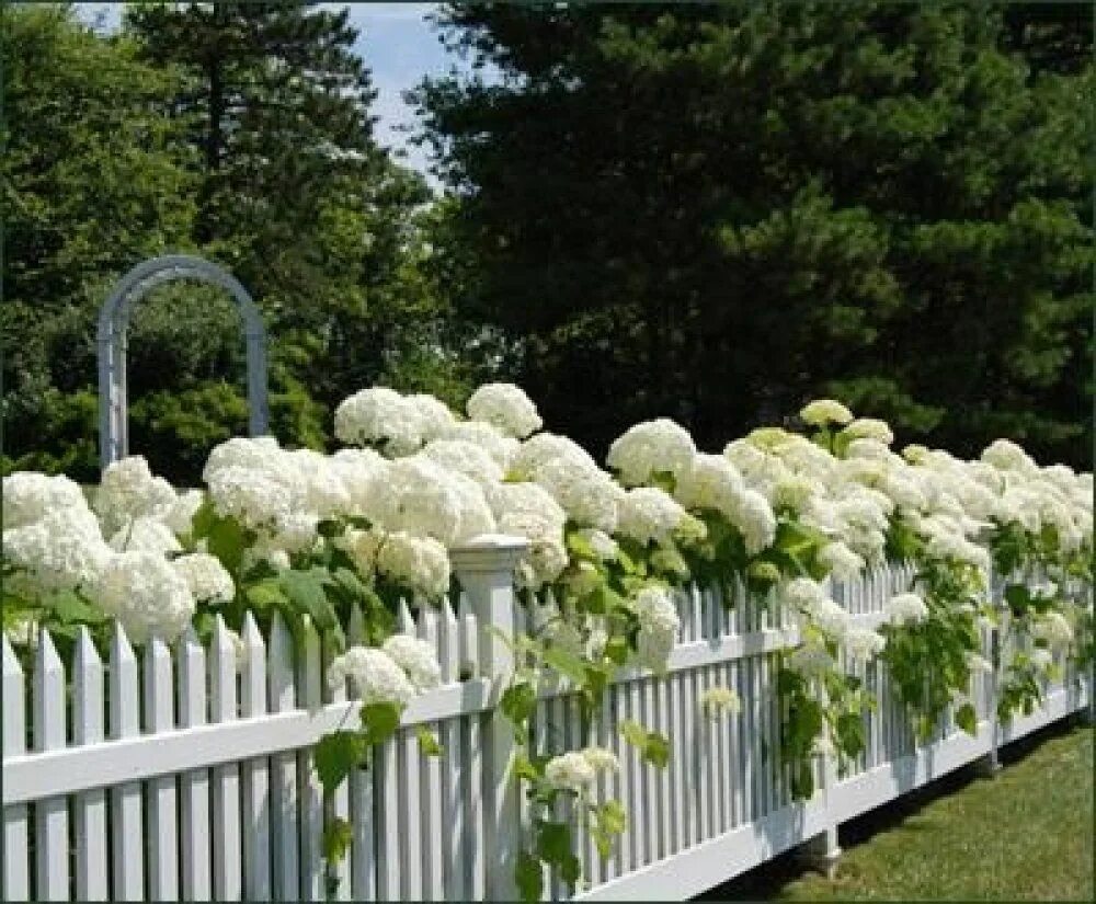 Hydrangea Explosion Nantucket hydrangea, Backyard, White gardens