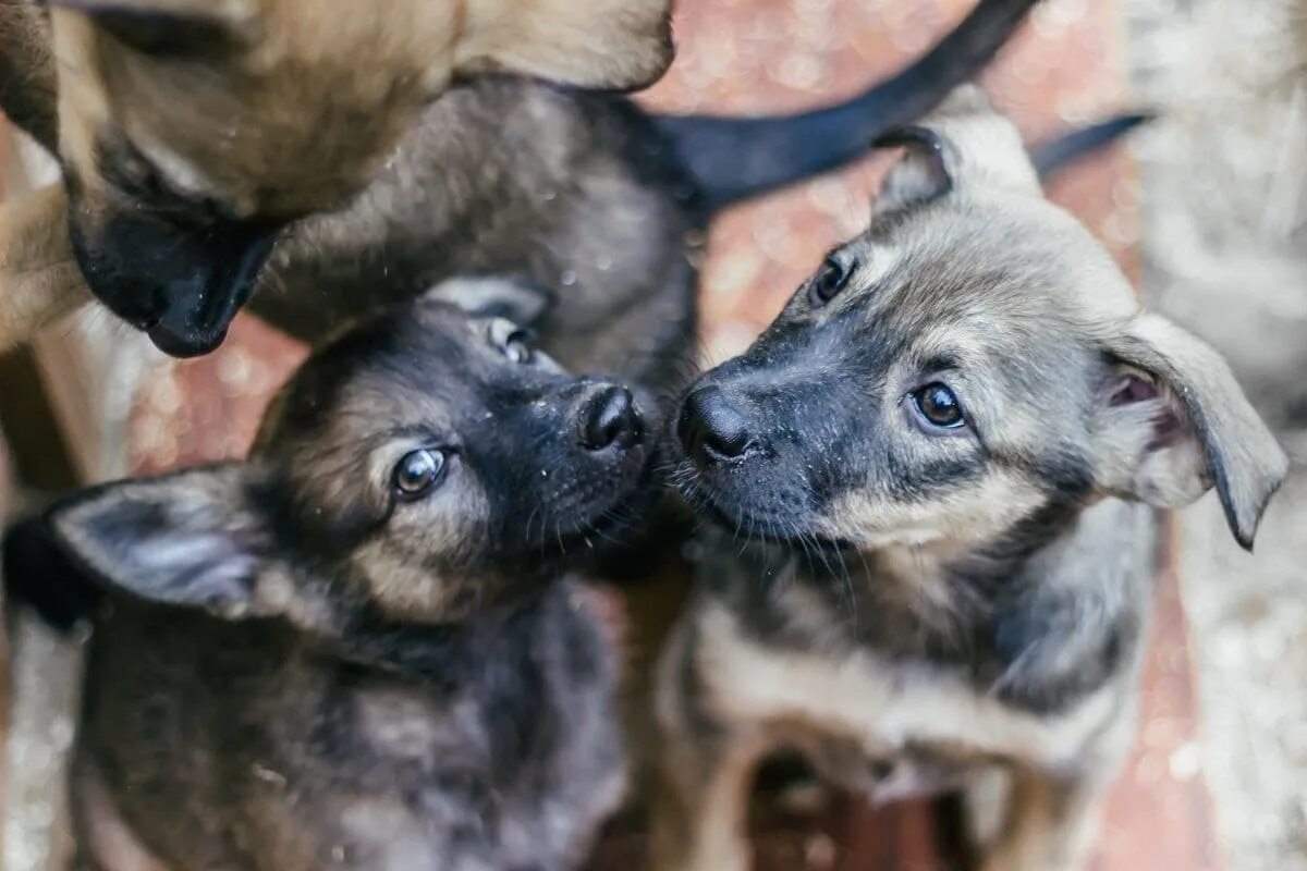 Собака с бешенством в мехколонне лесосибирск. Щенок в маске медицинской. Эпидемия собак. Эпидемия собак. Эпидемия собак.