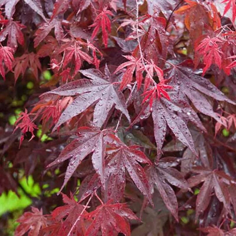 Клен асер. Клен acer palmatum atropurpureum. клен дланевидныйвеерный (acer palmatum atropurpureum) p9. клен дланевидный acer palmatum. клен дланевидныйвеерный atropurpureum.