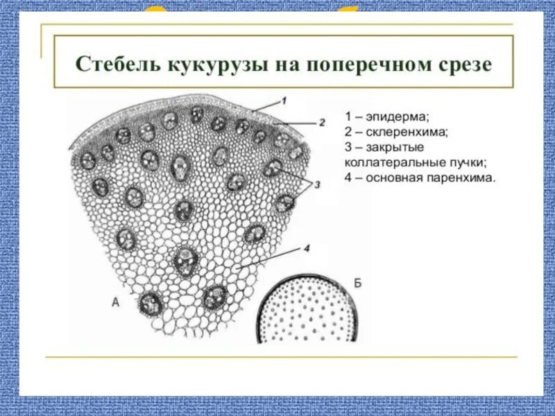 Проводящий пучок однодольного растения. Анатомическое строение стебля кукурузы. Поперечный срез стебля кукурузы. Строение стебля однодольного растения кукурузы. Продольный разрез стебля кукурузы.