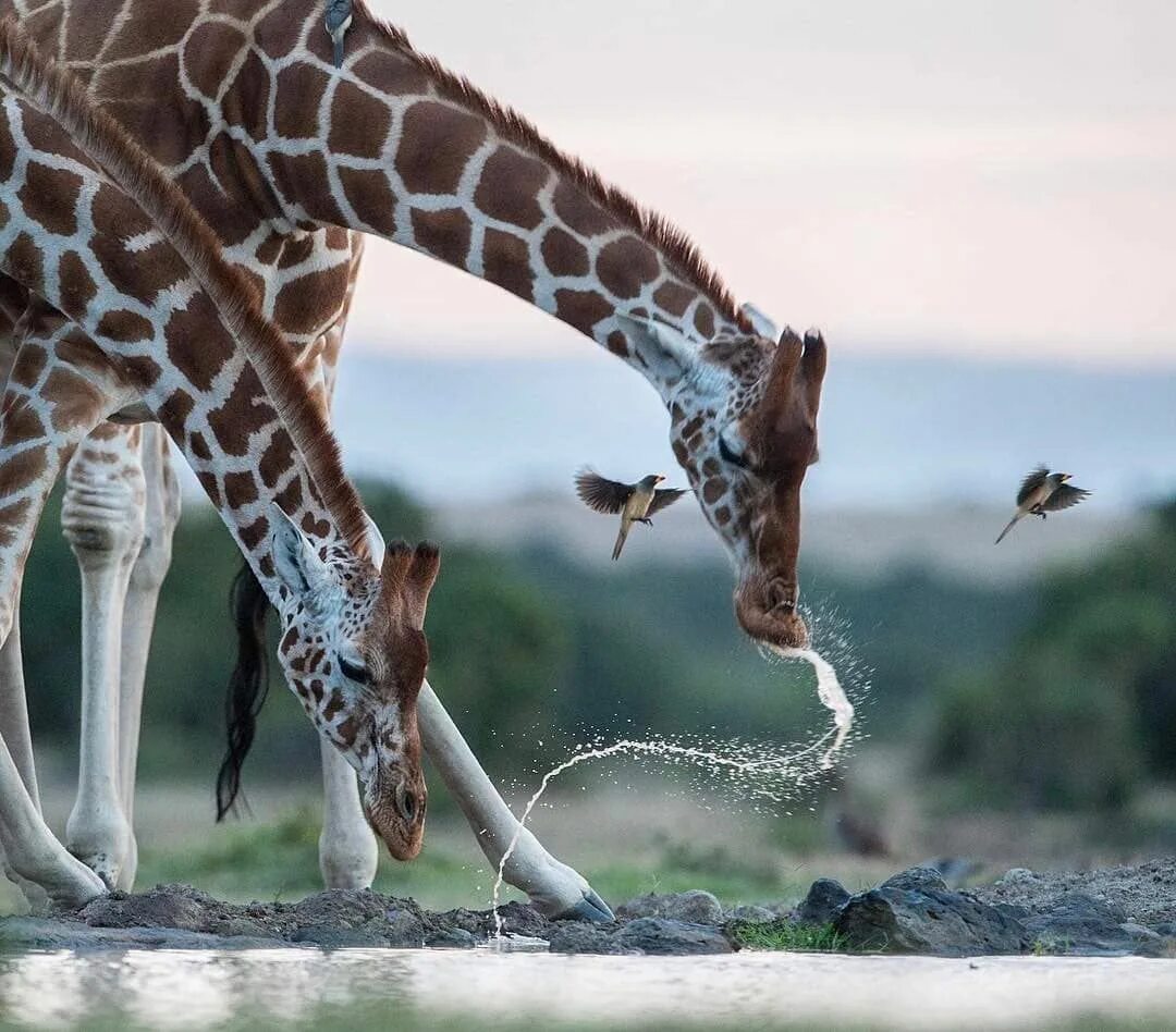 Touch animals. Жираф. Животные на водопое. Красивые Жирафы. Жираф на водопое.