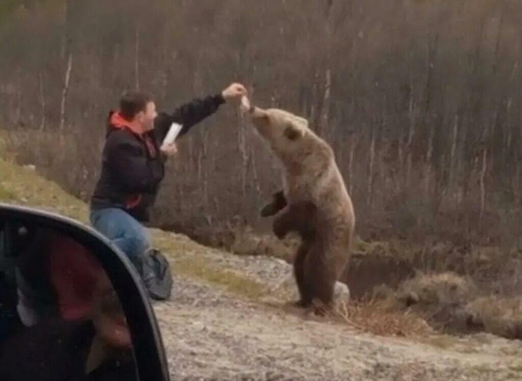 Медведь на руке.