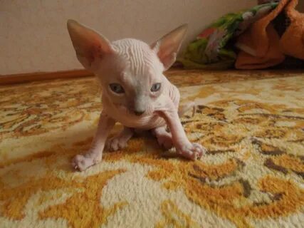 Котята сфинкса 2 месяца