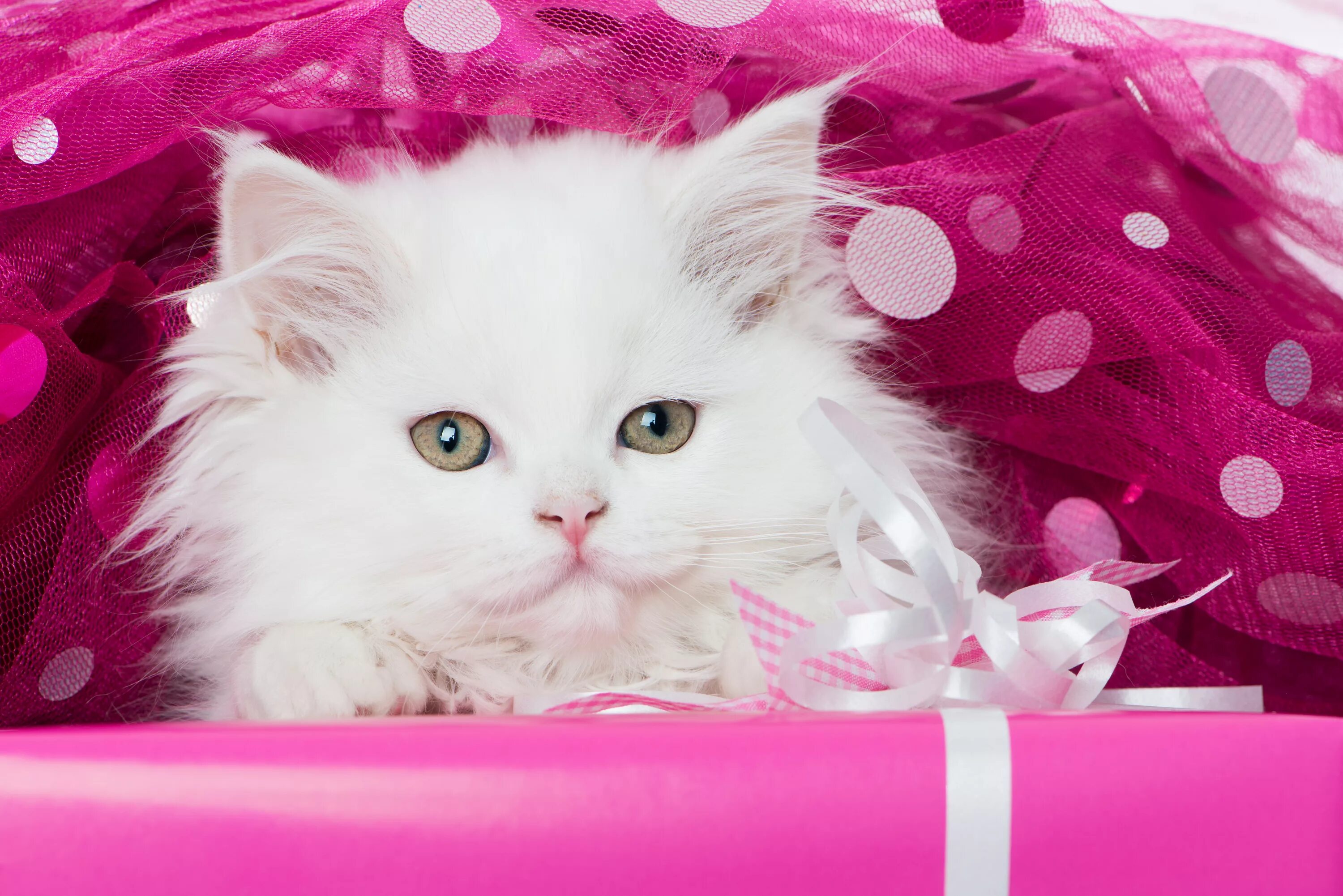 Очаровательная киска. Красивые котики. Красивые котята. Розовая кошка. Красивые кошки.